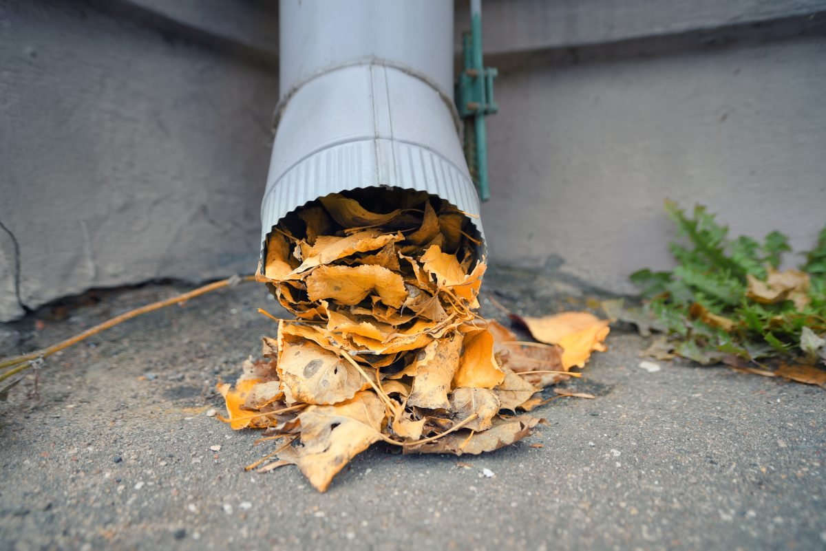 Clogged downspout filled with leaf debris