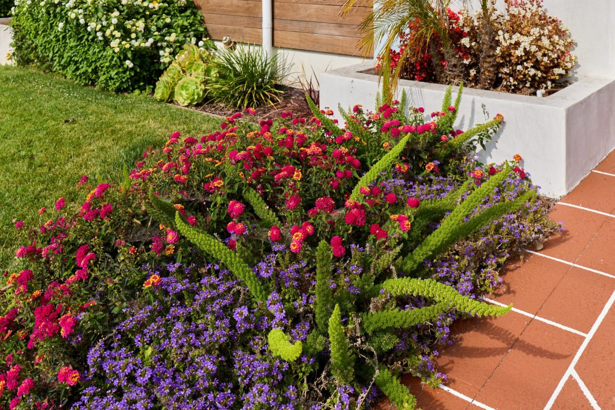 Residential front yard landscaping with blooming pink lantana flowers, purple groundcover, green foxtail ferns, and terracotta tiled pathway outside a modern house.