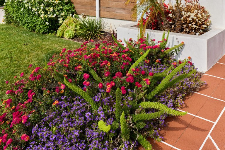 Residential front yard landscaping with blooming pink lantana flowers, purple groundcover, green foxtail ferns, and terracotta tiled pathway outside a modern house.