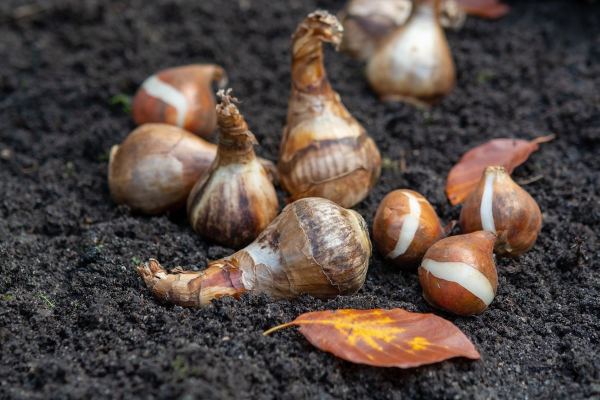 Spring flower bulbs ready for planting, tulips and yellow daffodils