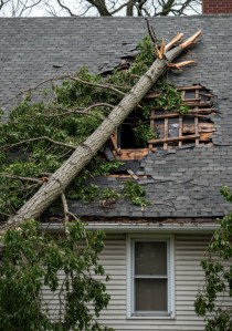 What Should You Do If a Tree Falls on Your House?
