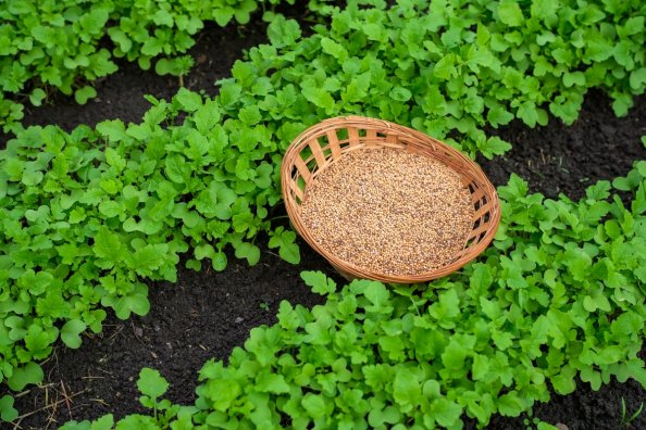 A basket of cover crop seeds in a garden of green manure cover crops.