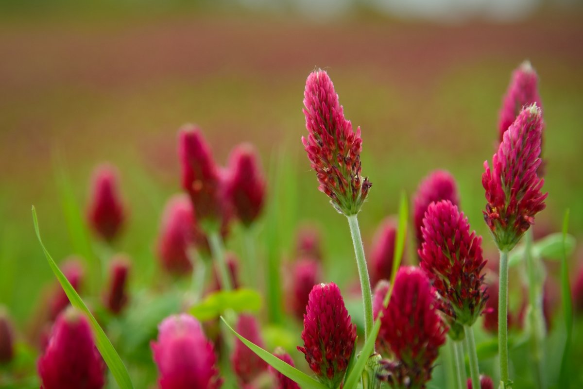A blooming field of red crimson clover.