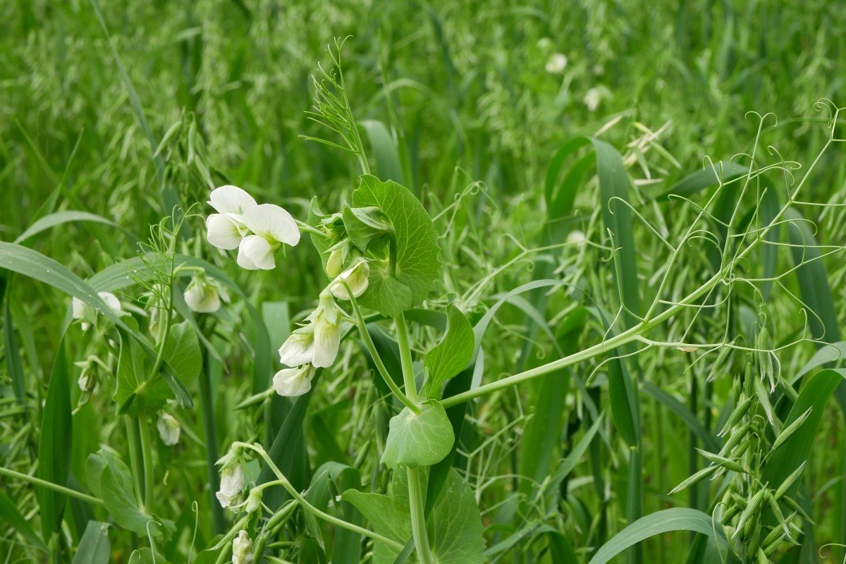 Peas and oats growing in a field as a cover crop.