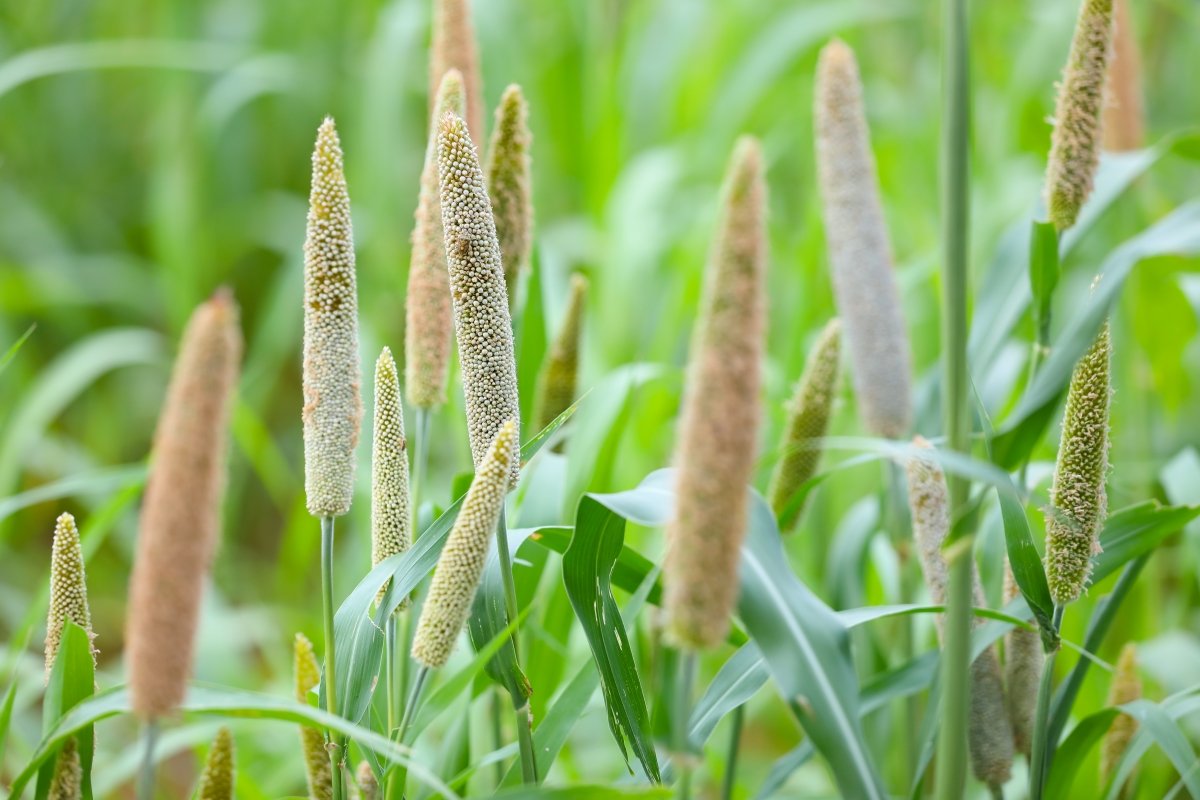 Pearl millet in a field.
