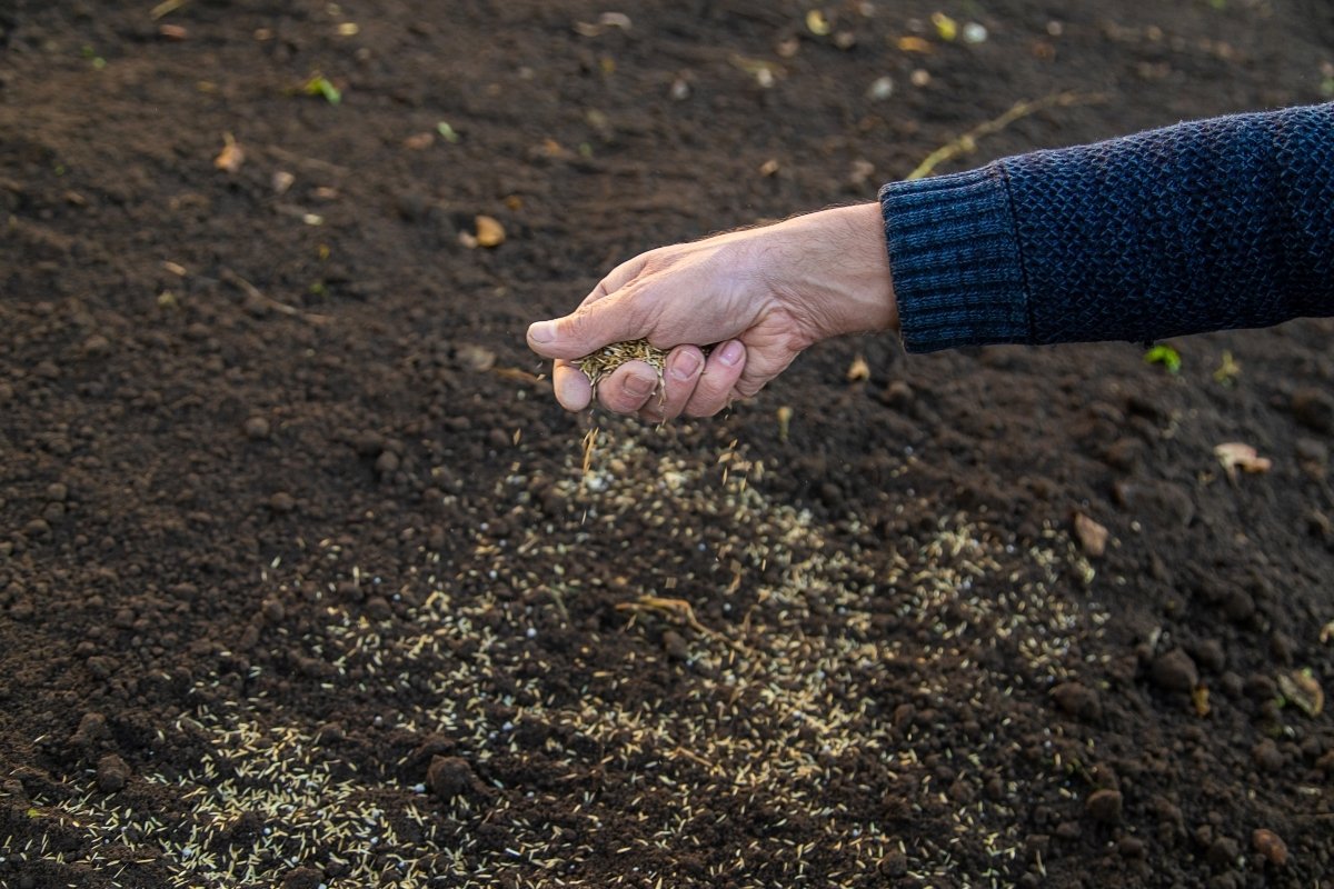 A hand is sowing seeds by scattering them in the garden.