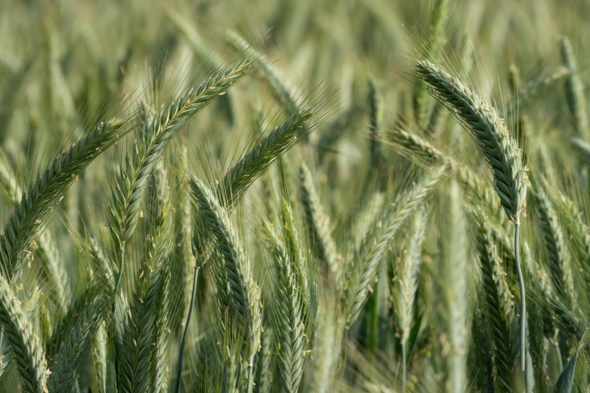 A field of green winter rye plants.