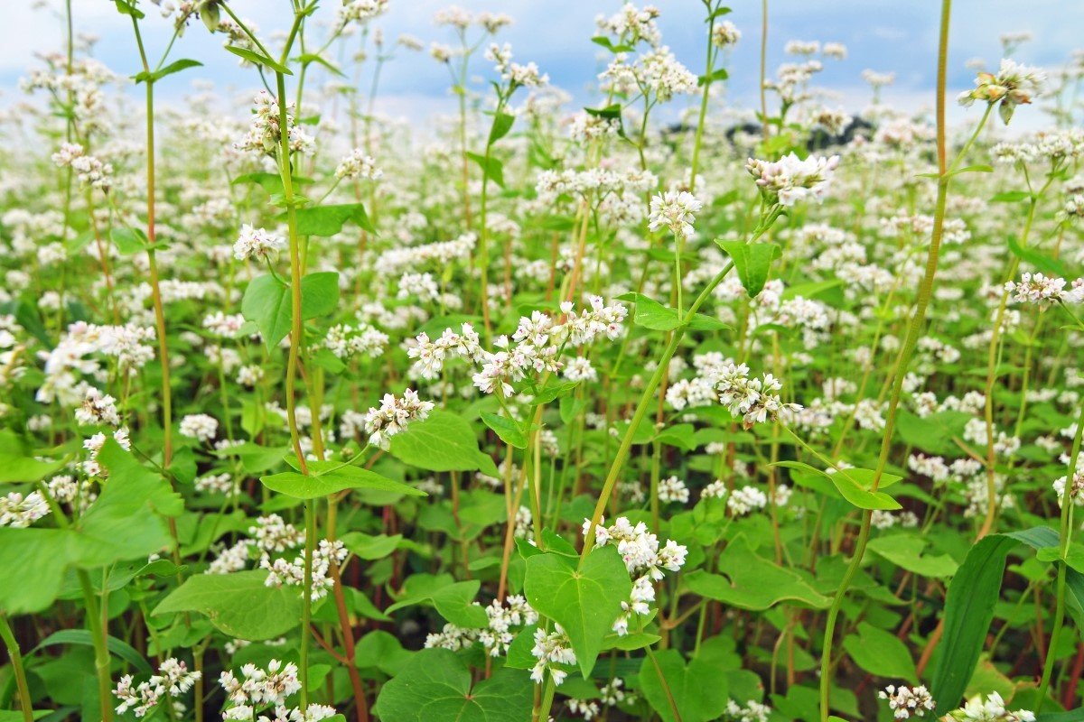 A field of buckwheat.