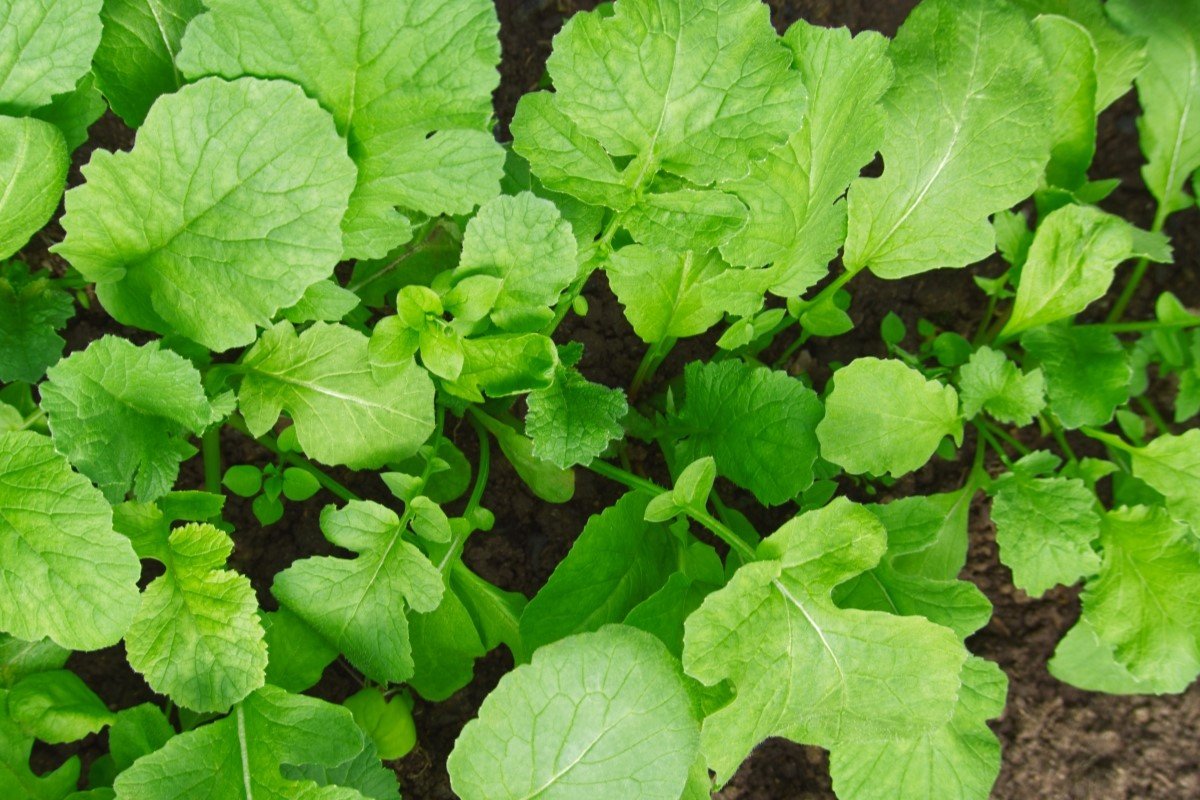 Green radish leaves growing as cover crop in the garden.