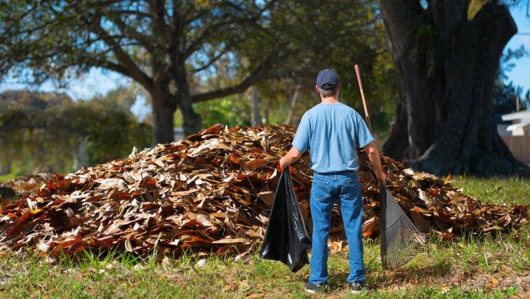 A distraught man with a rake and garbage bag in his hands is standing in front of a giant pile of leaves which he has to somehow bag up all by himself, a daunting yard work job.