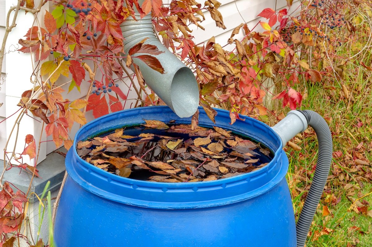 Rainwater draining into a plastic barrel in autumn.