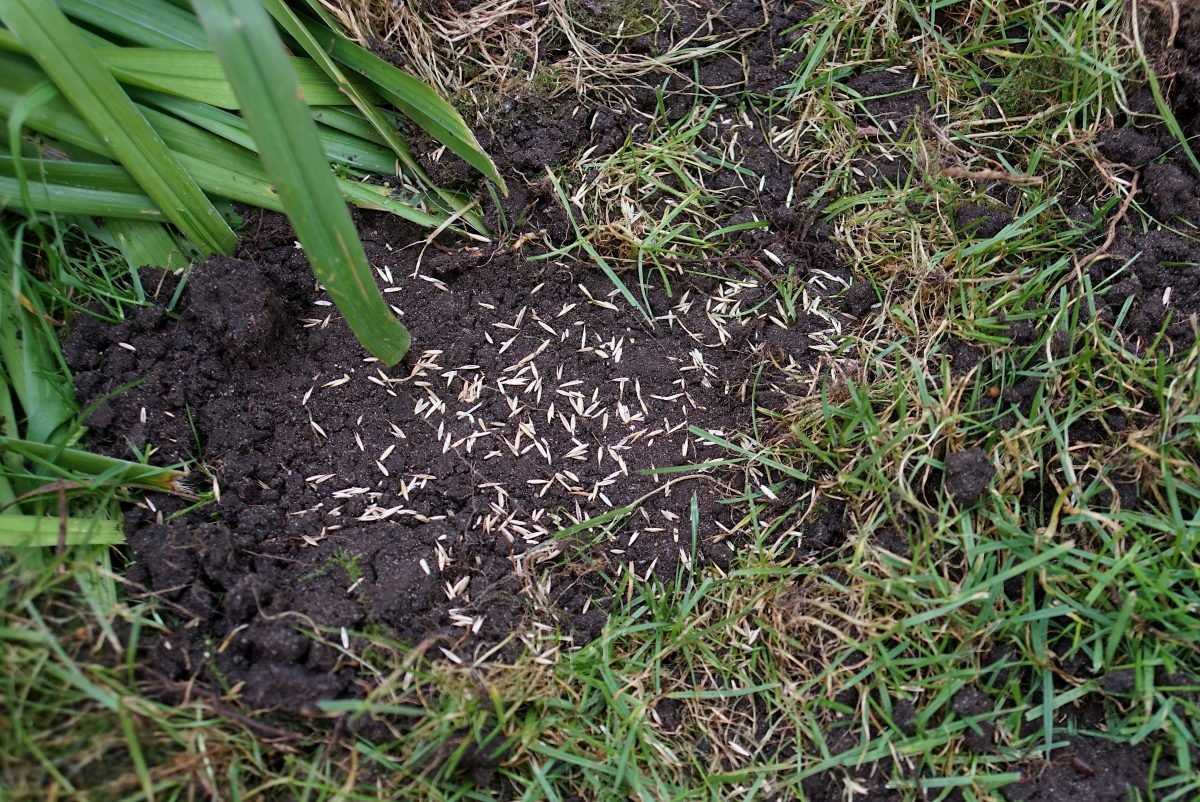 Grass seed on soil with grass growing around it