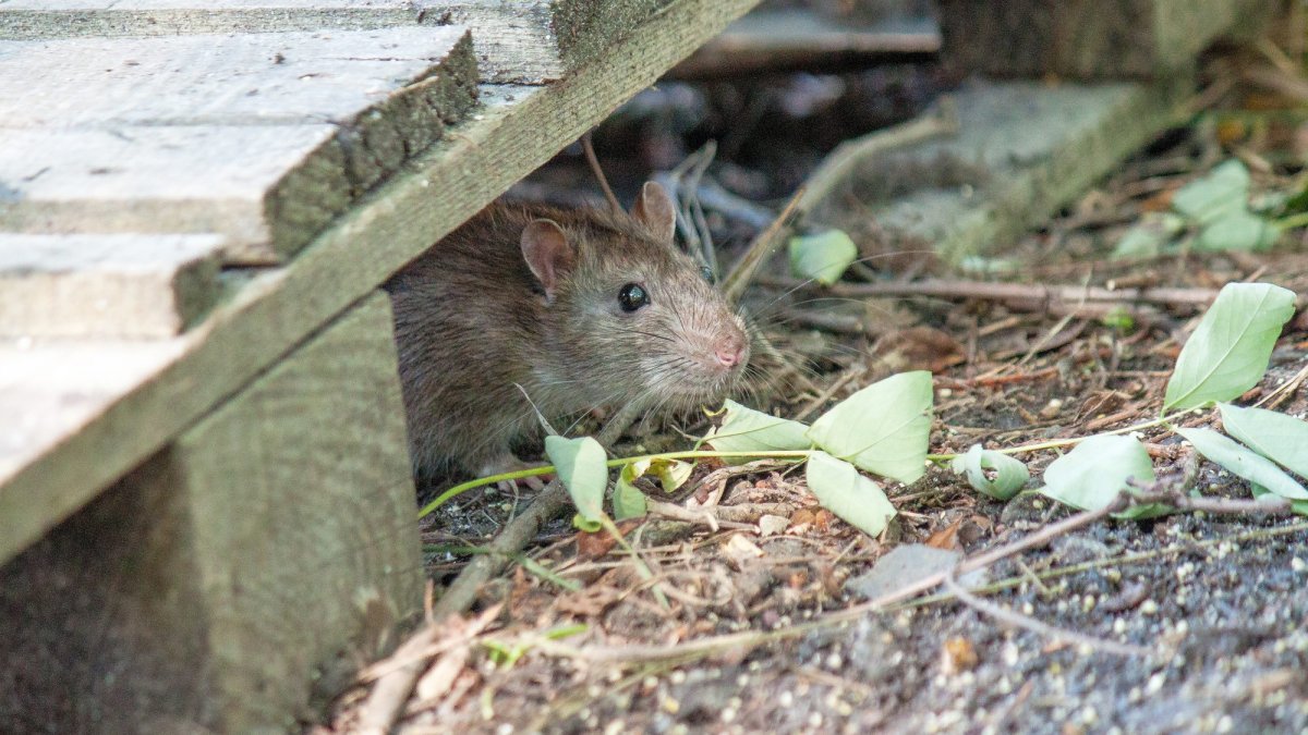 A gray rat looks out from under a wooden deck
