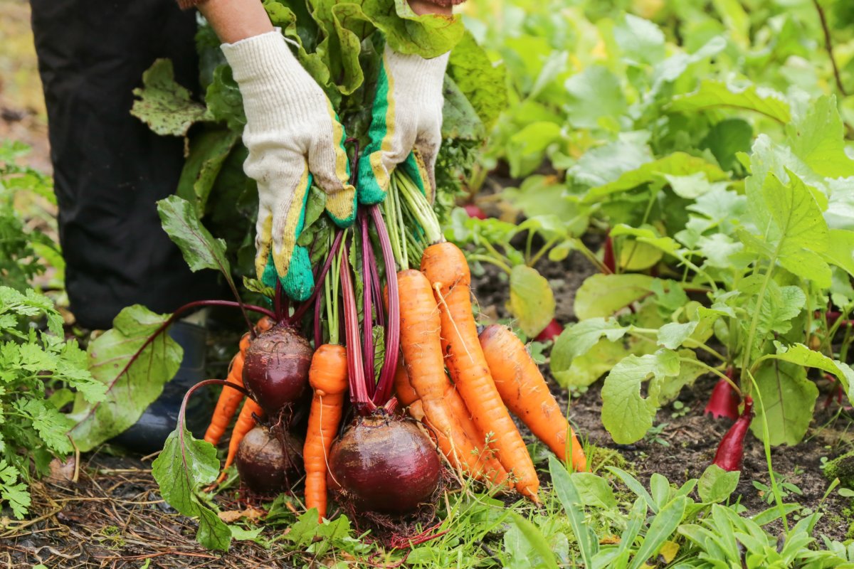 Person with hands in gloves holding bunch of beetroot and carrots in a garden.