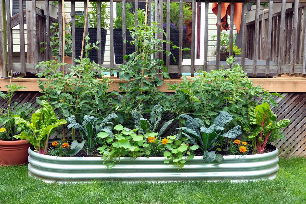 Vegetables and flowers grow together in an edible garden inside a galvanized metal raised bed.