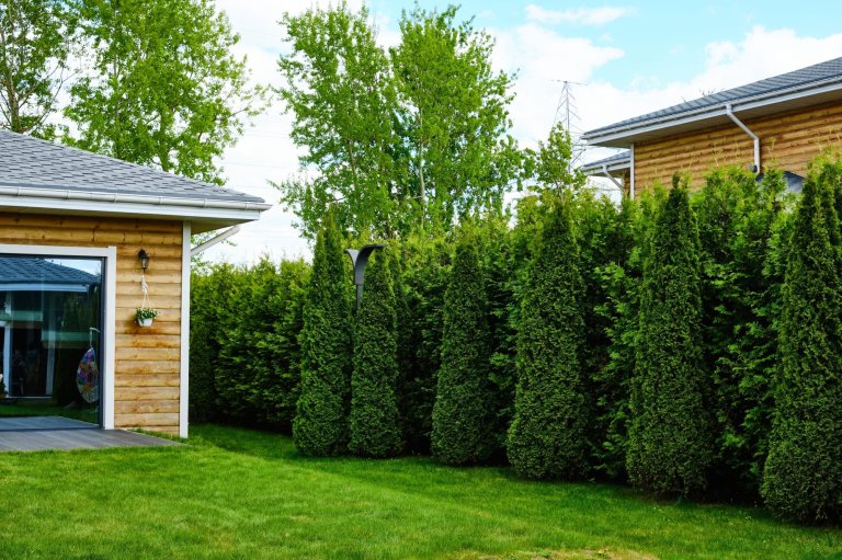 Backyard with wooden house and green hedge for privacy.