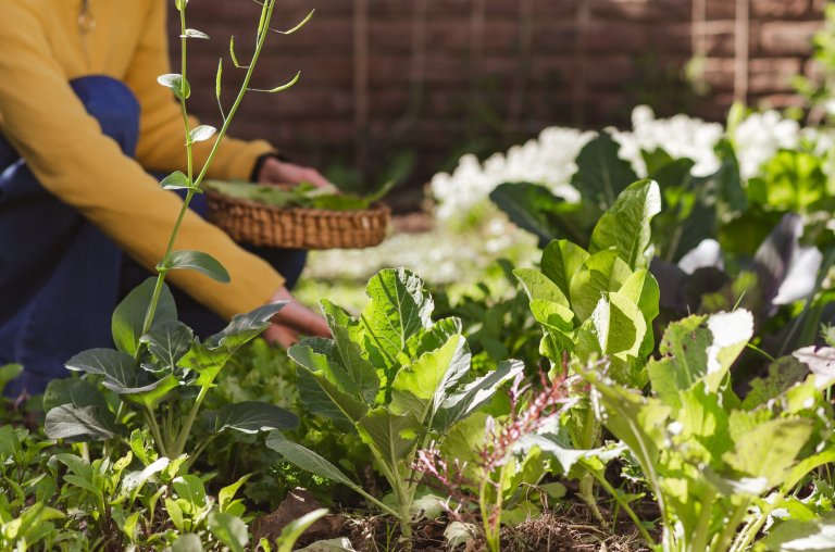 Woman gardener harvesting fresh produce from her vegetable garden.