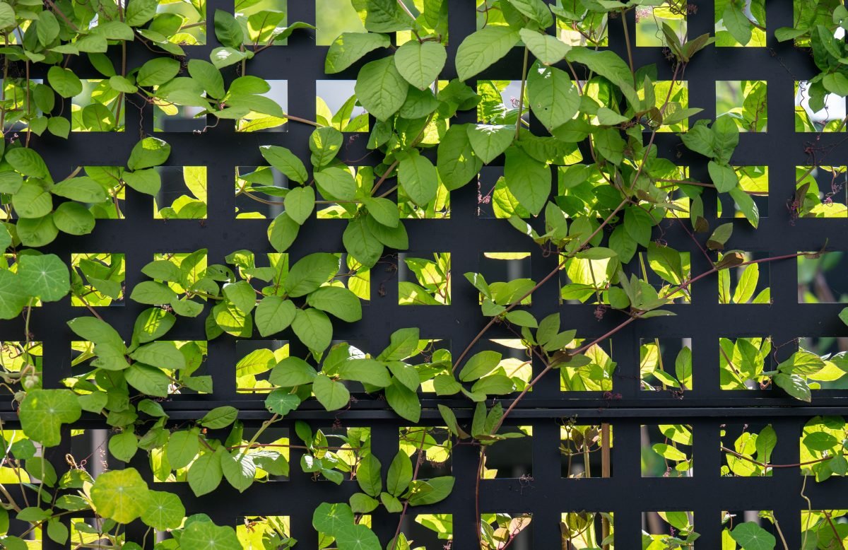 Green Climbing Vine Growing All Over Metal Grid Trellis