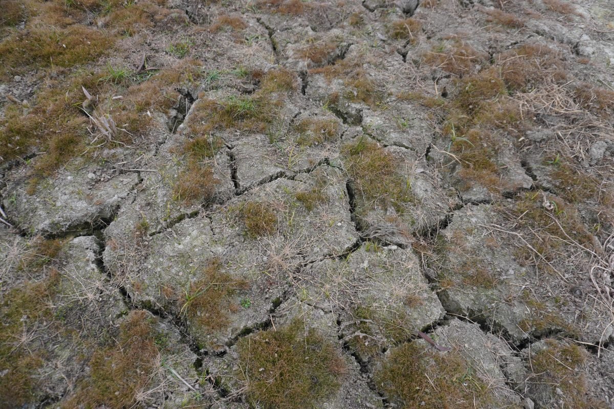 Extremely dry grass with bare soil showing through