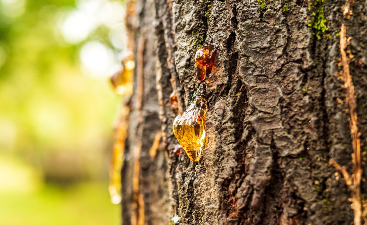 Tree sap oozing out of tree bark.