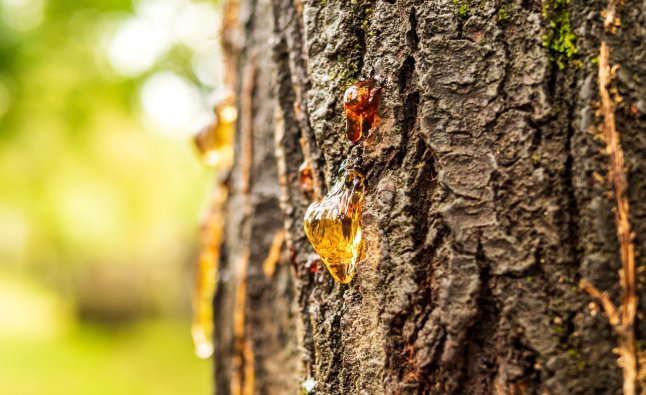 Tree sap oozing out of tree bark.