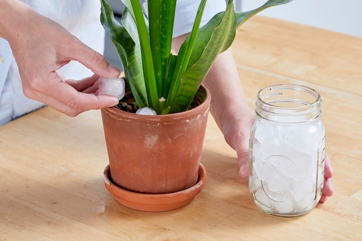 Woman puts ice cubes in the soil around a potted plant.