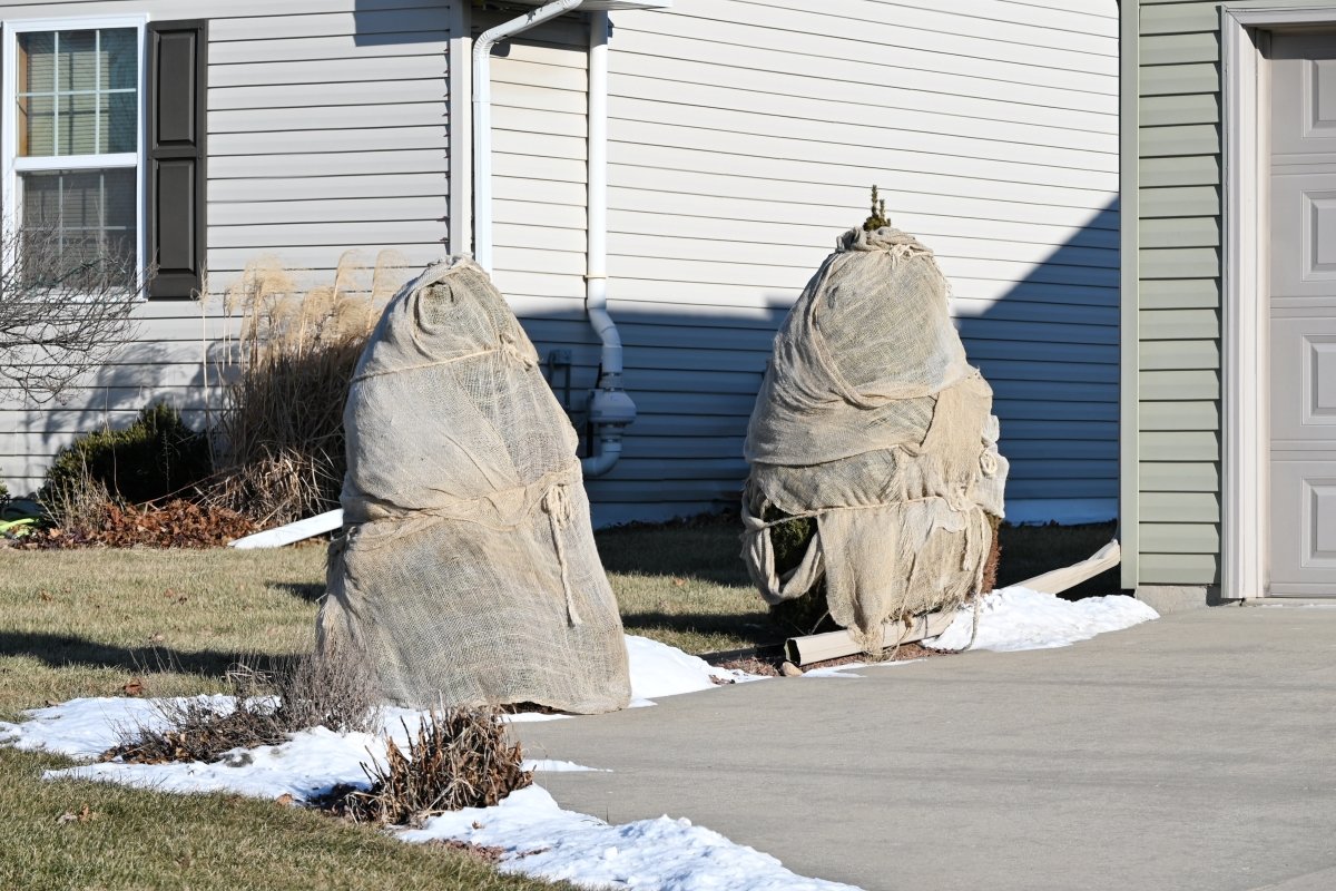 Bushes covered in burlap in front of a residential home.