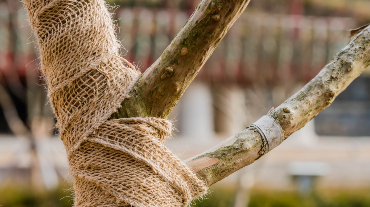A young tree wrapped with rope material.