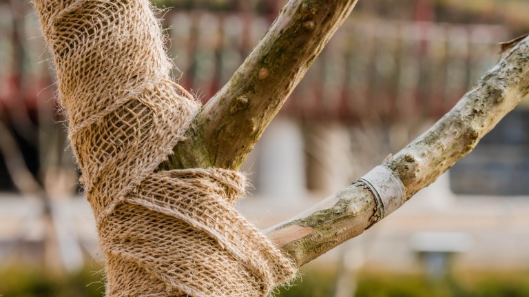 A young tree wrapped with rope material.