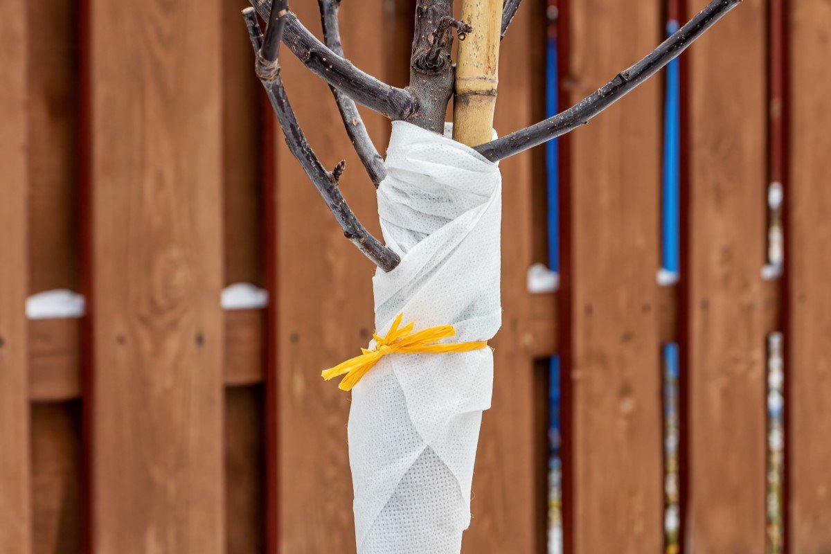 Twine is used to secure the wrap around the tree trunk.