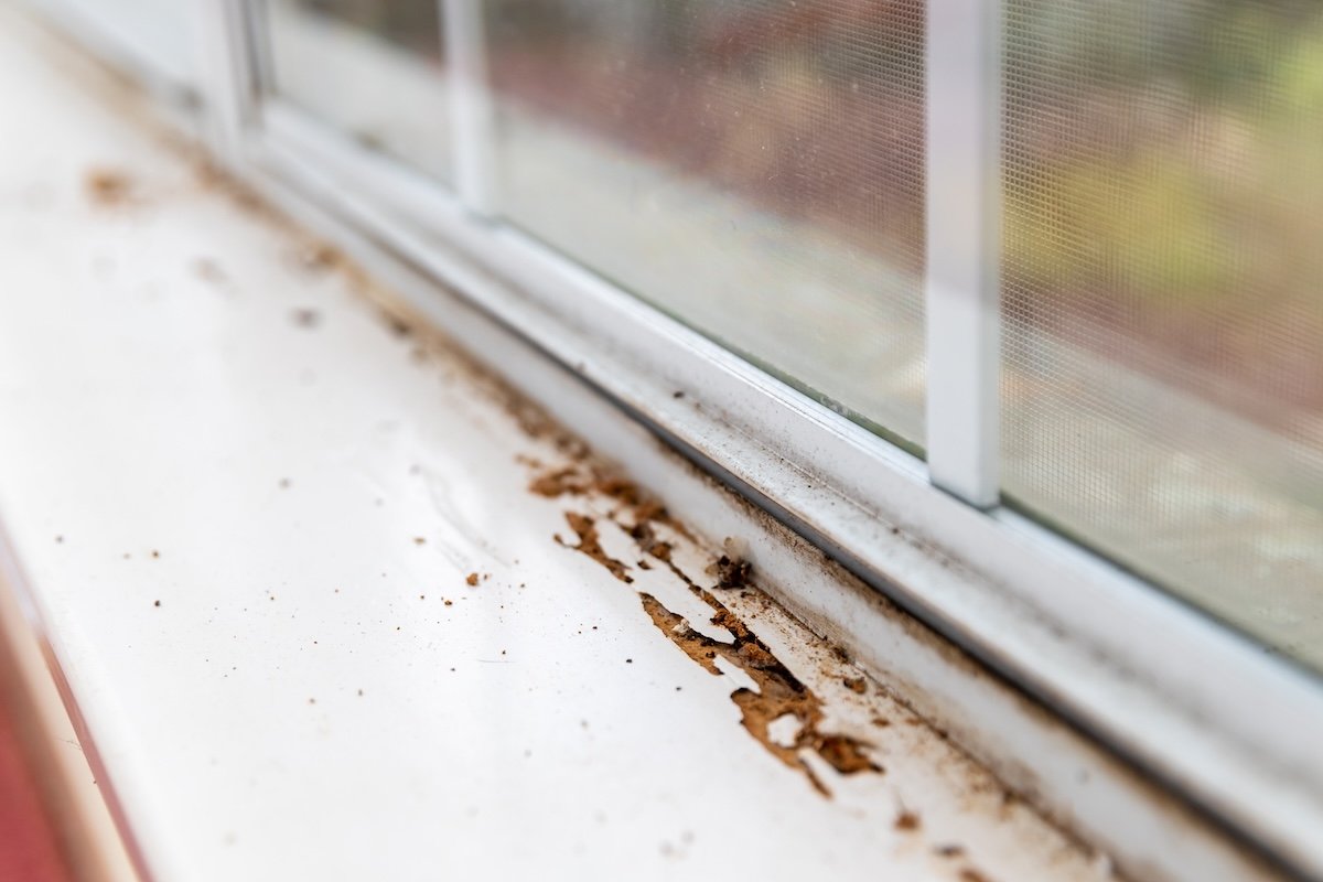 Termite damage on a home window sill.