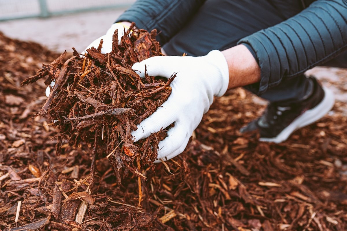 A man with gardening gloves spreads a fresh layer of mulch.
