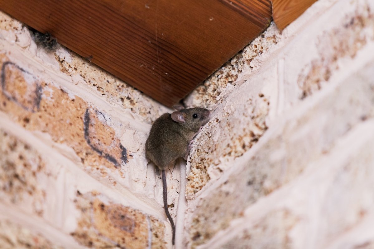 A small gray mouse in the corner wall of a basement.