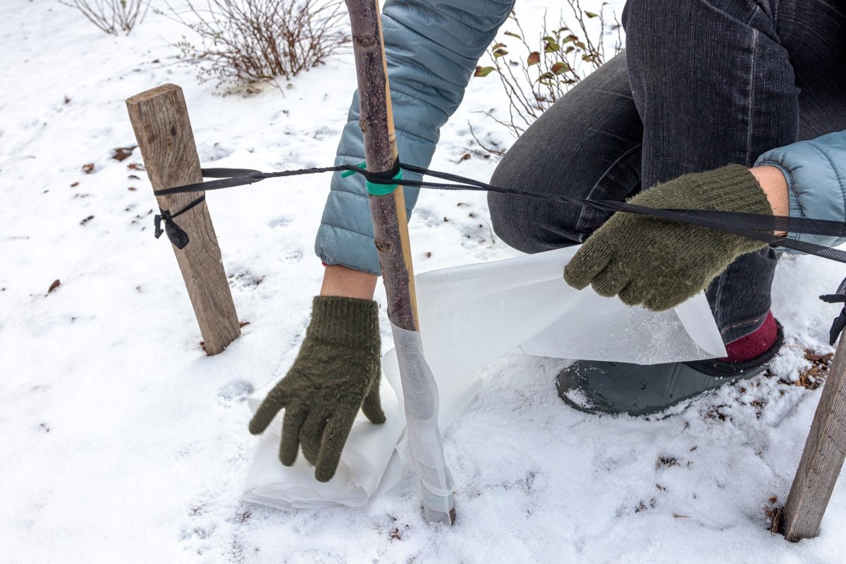 Gardener's hands wrapping a young ornamental apple tree trunk with a spunbond bandage to protect it from frost and sunscald.