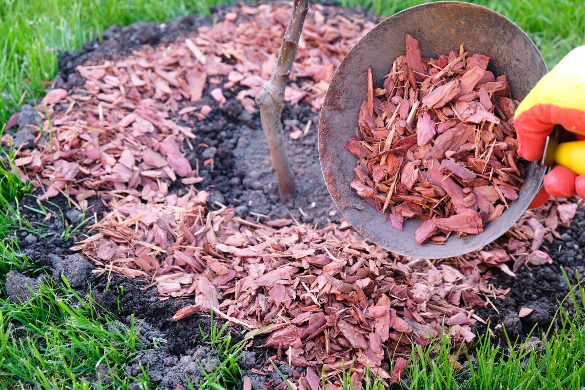 Gardener mulches with larch bark around the tree trunk.