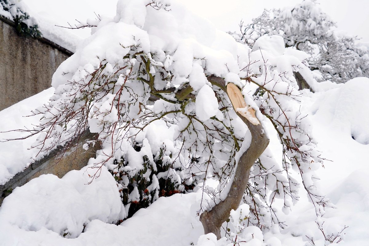 Branches on a tree are weighed down by snow and ice.