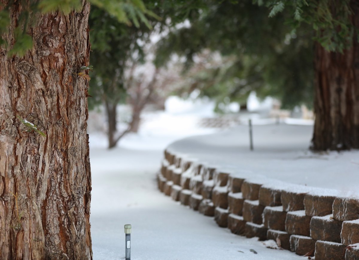 A sprinkler stands in a snowy lawn.