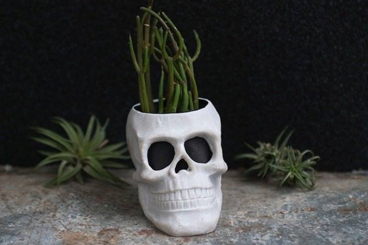 A white DIY skull plant pot with a cactus growing out of it.